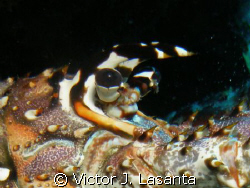 close up -- spine lobster at los arcos dive site in pargu... by Victor J. Lasanta 